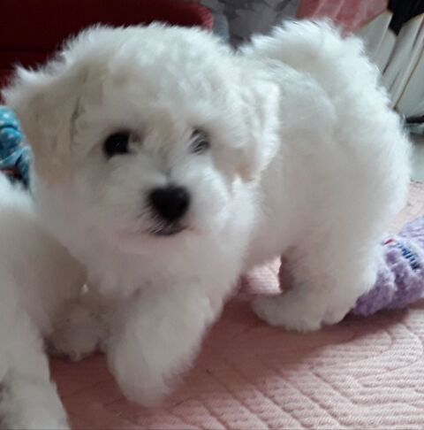 Chiot bichon fris&eacute; 1300 38510 Saint-victor-de-morestel