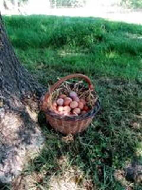   oeufs Frais 