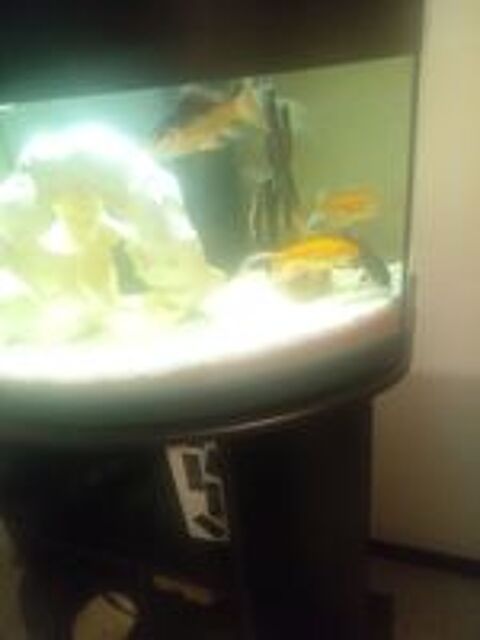   Aquarium 100 l bombé complet  