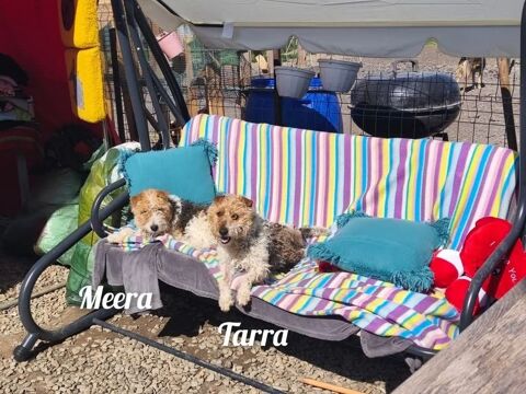 MEERA ET TARRA  AU REFUGE EN ROUMANIE ADOPTABLE ENSEMBLE 0 75018 Paris