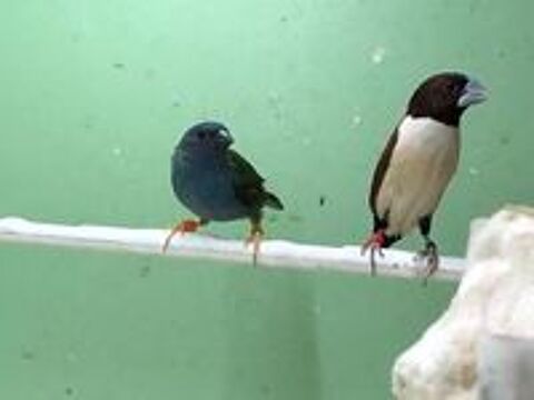   Oiseaux exotiques 