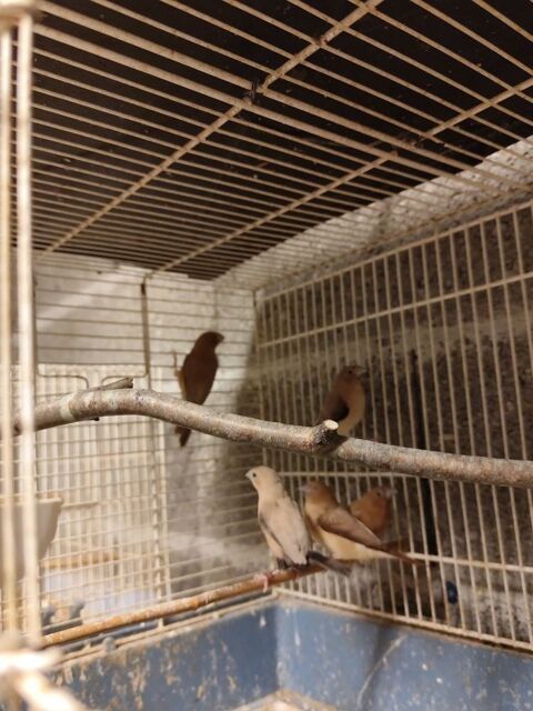 Bec d'argent 5 01090 Montmerle-sur-sane