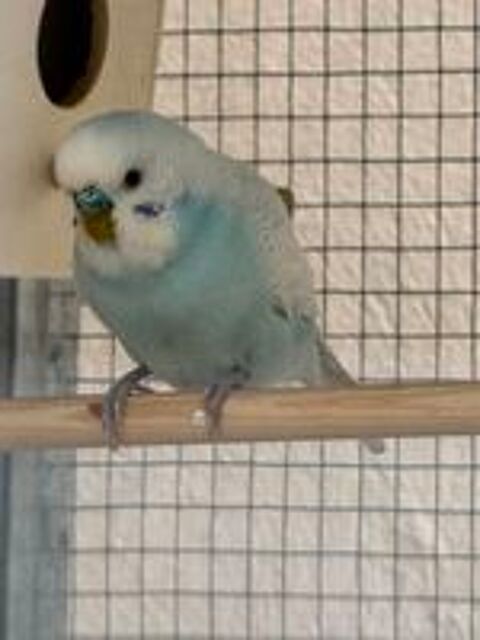   Perruche Ondule Mle Blanc et Bleu 