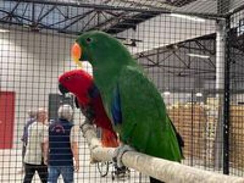   Couple Eclectus Roratus 
