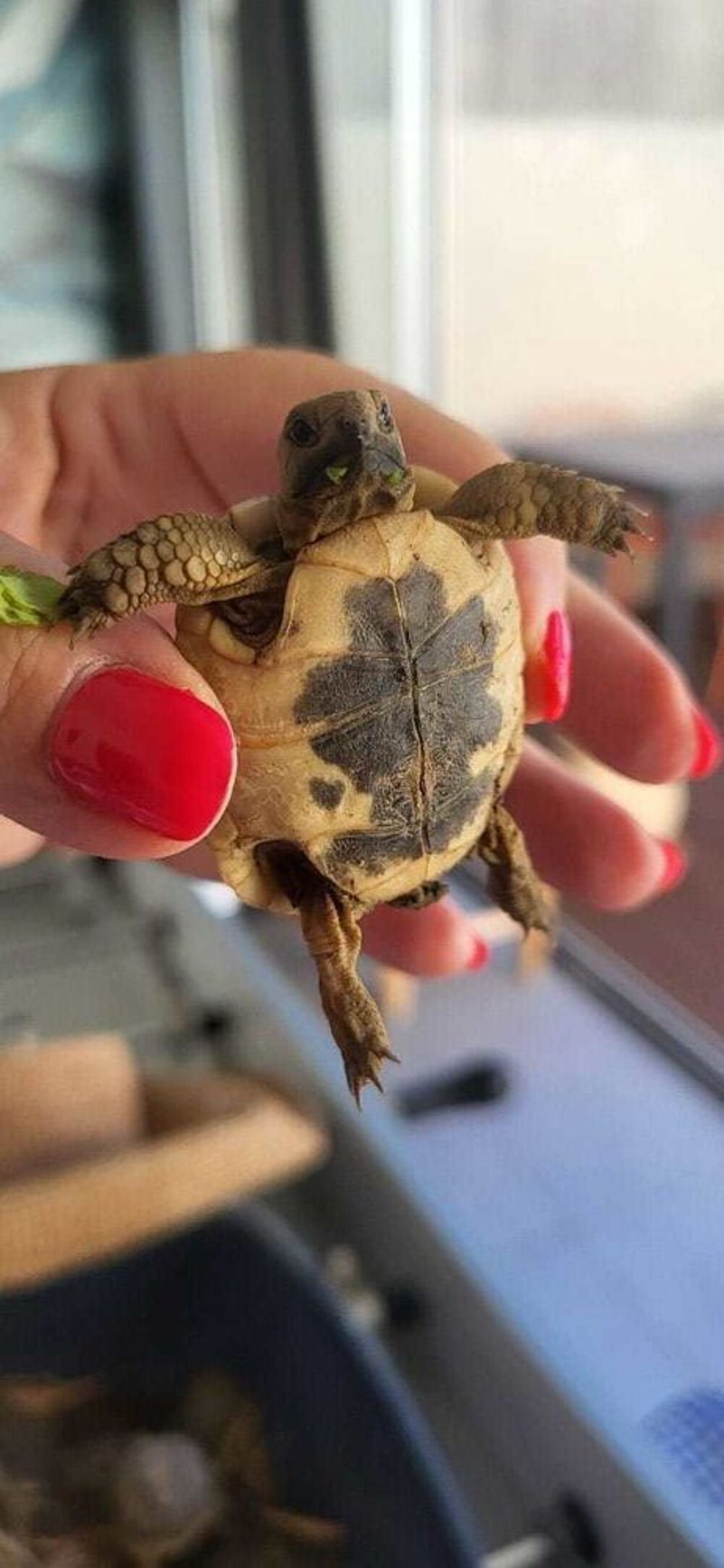 tortues Grecque 