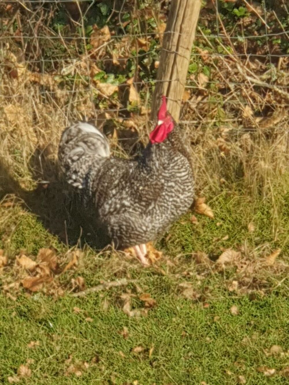   poulettes et coqs de race : coucou de rennes 