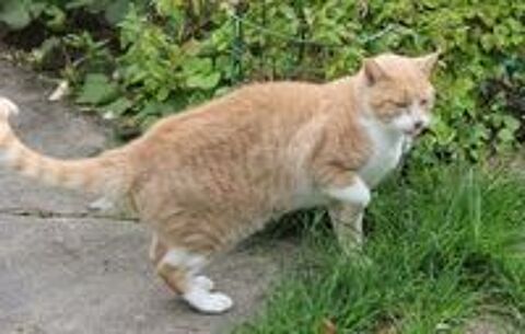   VOLTAIRE CHAT TIGRE ROUX CLAIR 4 ANS 