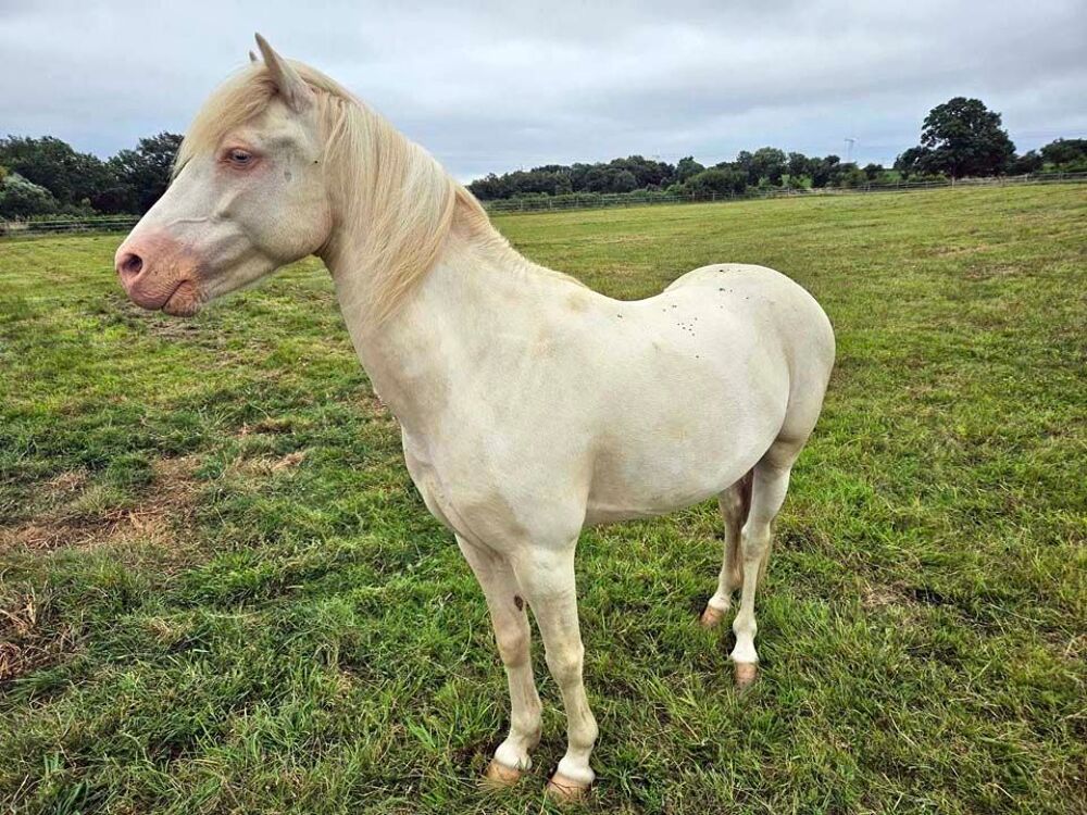   FALCO, magnifique poney crème aux yeux bleus à adopter via l'association UMA  