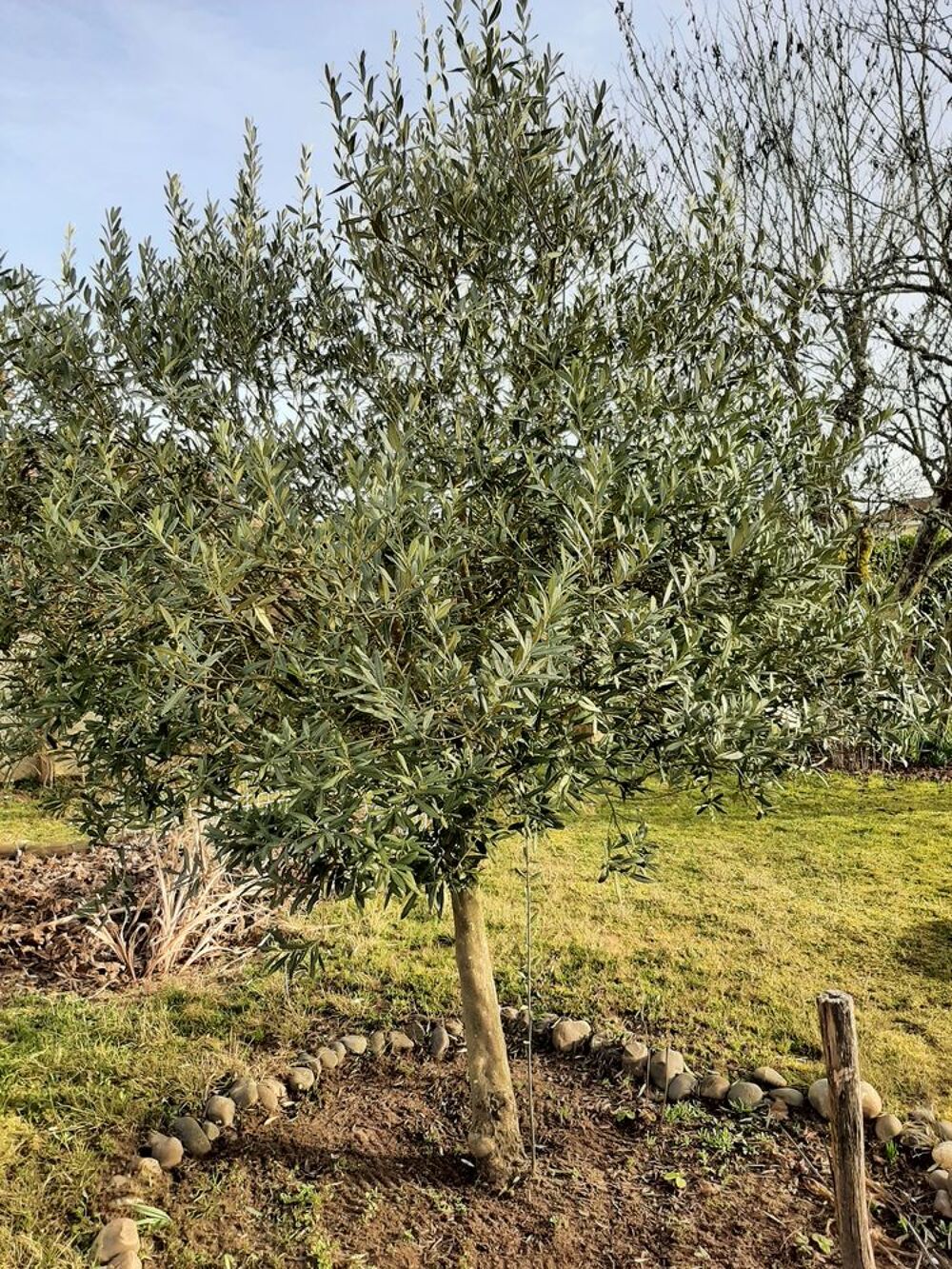 OLIVIER - Arbre fruitier - Olives Jardin