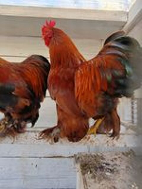   de poules, coqs. 