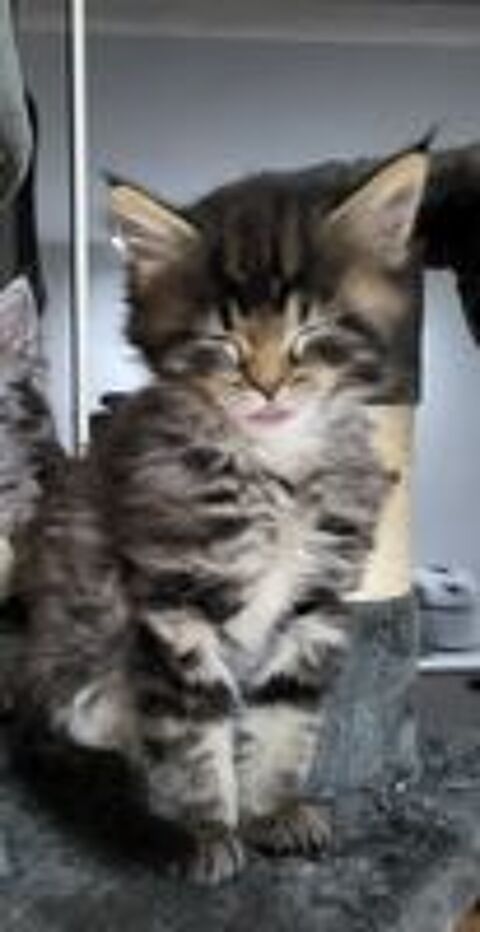   Chaton Maine Coon 