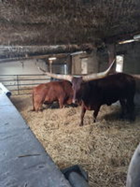   Adopte volailles cailles faisans oies dindons moutons ? 