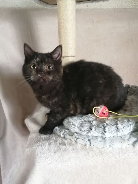 2 Chatonnes british Torties 350 65370 Siradan