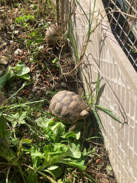 Tortues Grecques Juvéniles (2021/2022/2023) 40 34980 Montferrier-sur-lez