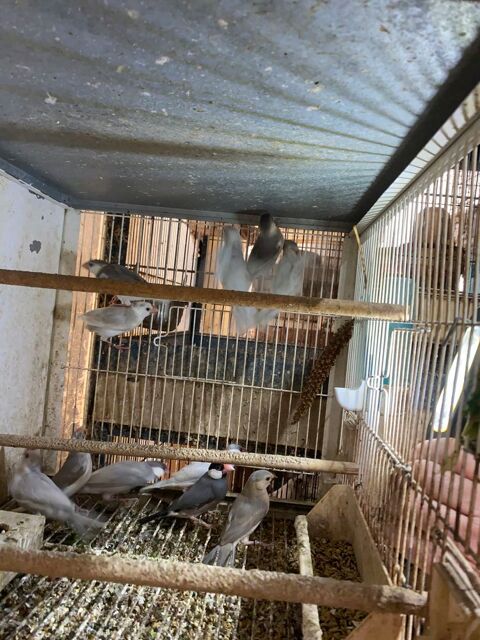 Paddas 31600 Muret
