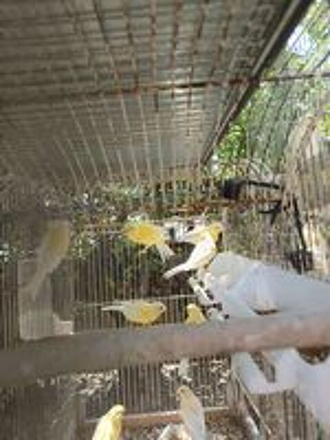   Canaris  