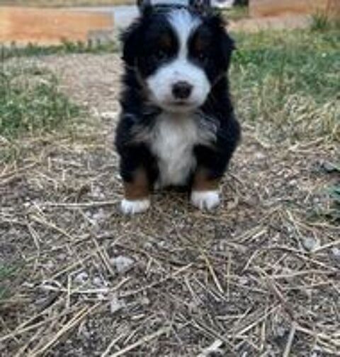   Chiots Mini Berger Américains LOF  