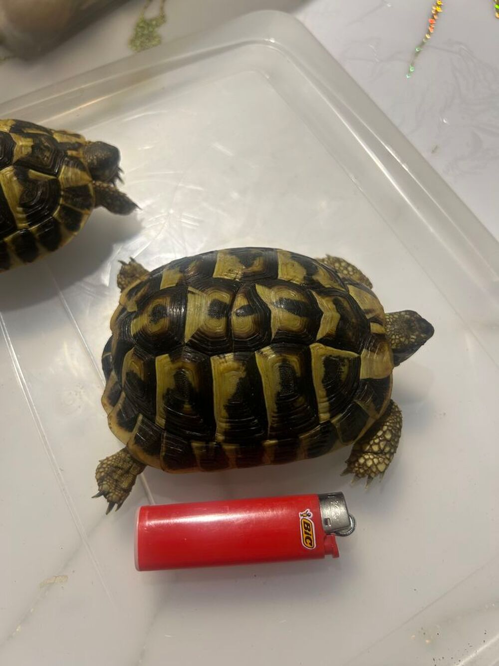   Tortues mâles de 20 ans 