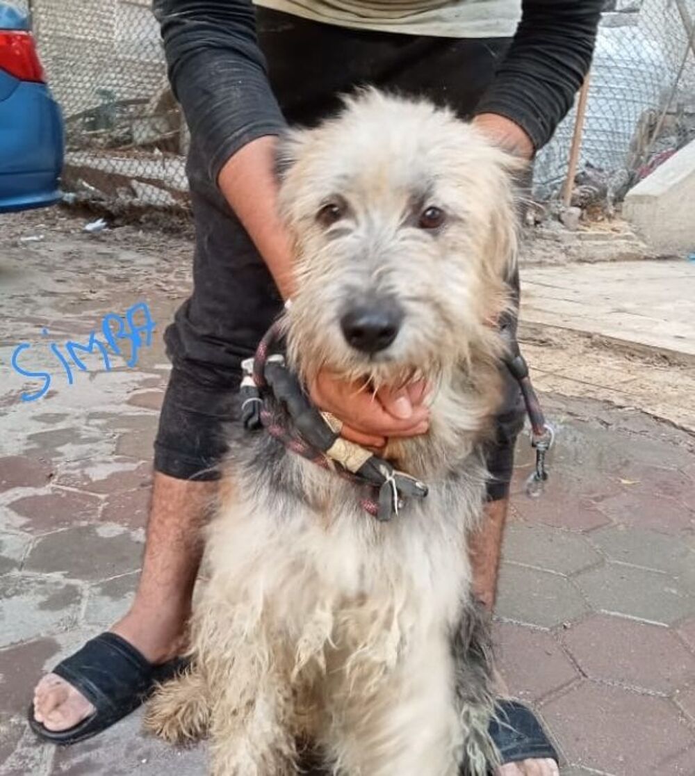   SIMBA MALE CASTRE 2 ANS A SAUVER D'GYPTE ADOPTION SEULEMENT  