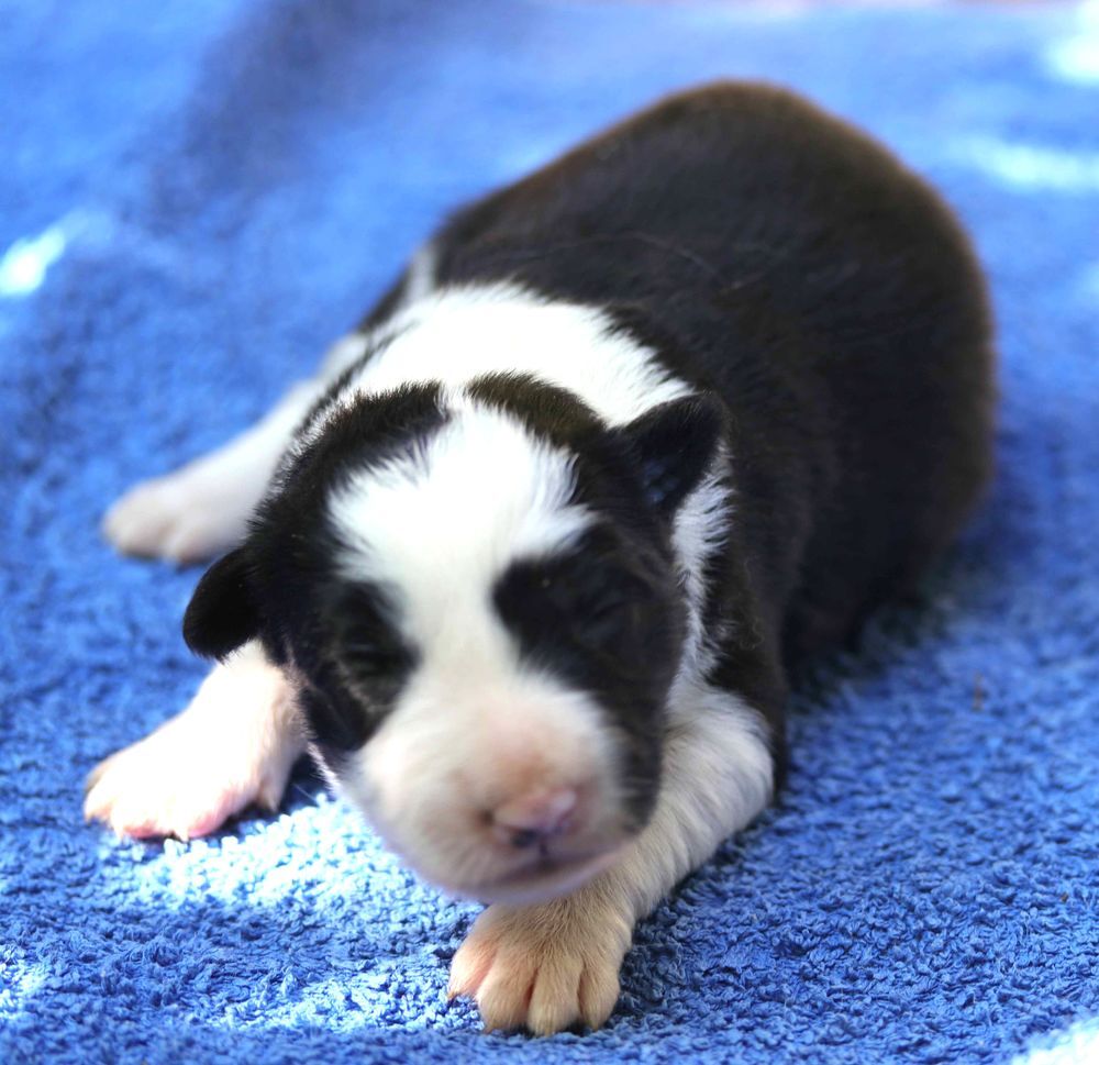   AV Chiots Border Collie LOF 