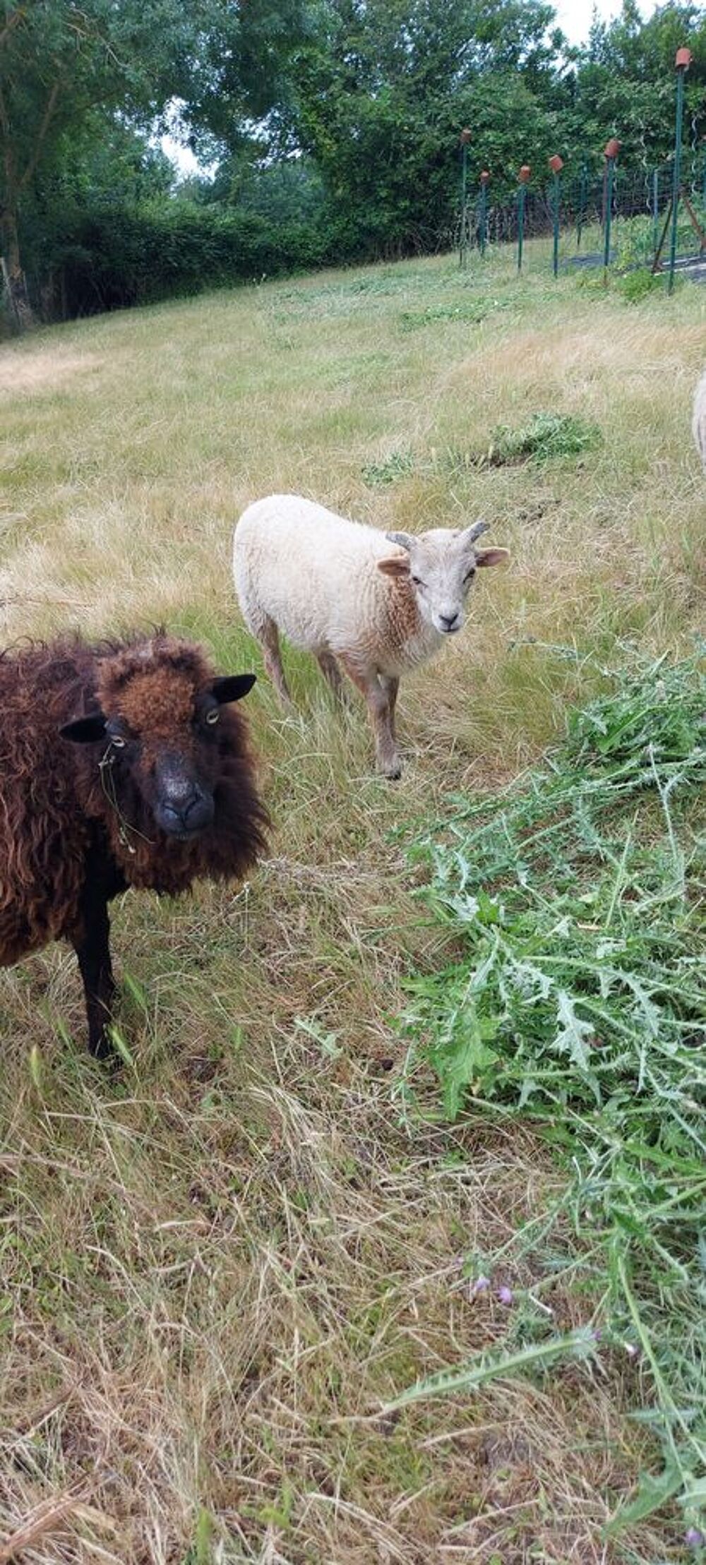   Mouton ouessant  
