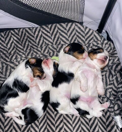 Yorkshire Biewer terrier 1500 06110 Le cannet