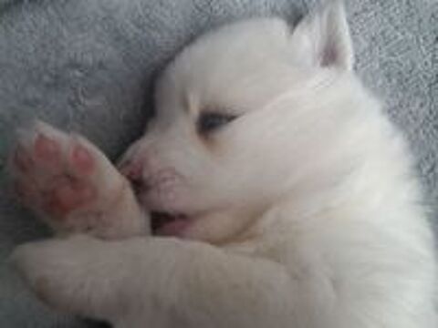   Magnifiques pomsky F3 de lignées prestigieuses 
