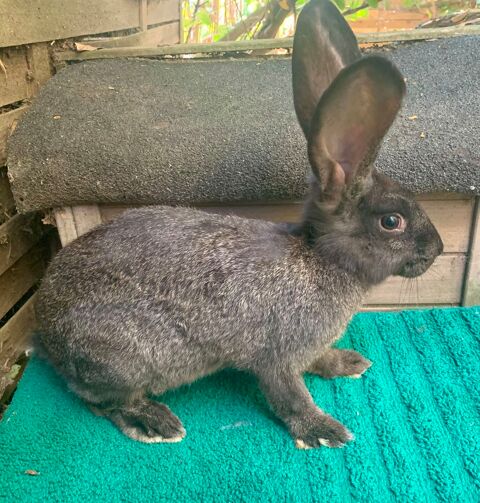 Lapine G&eacute;ante 40 31390 Carbonne