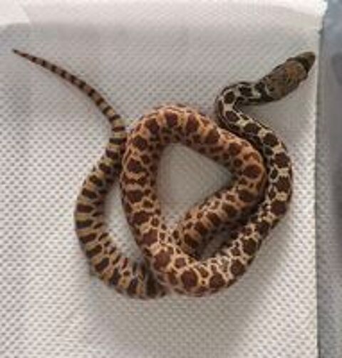   Pituophis catenifer  