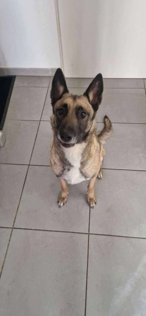 Chien BLUE à l adoption 210 26000 Valence