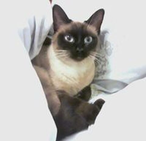   Chatons siamois  