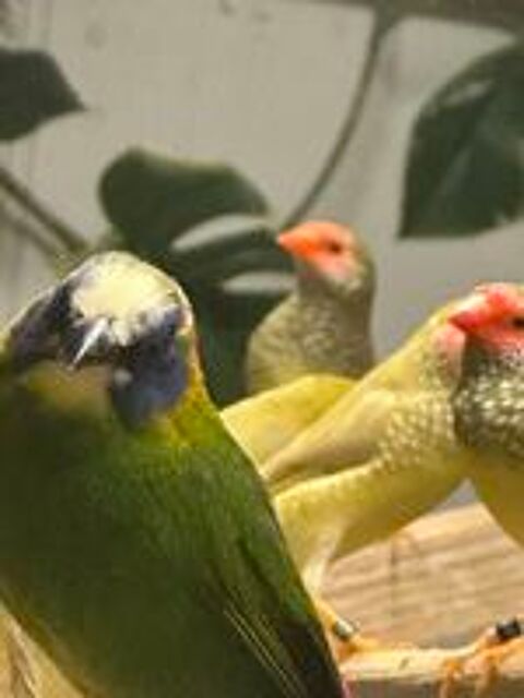   Oiseaux exotiques 

