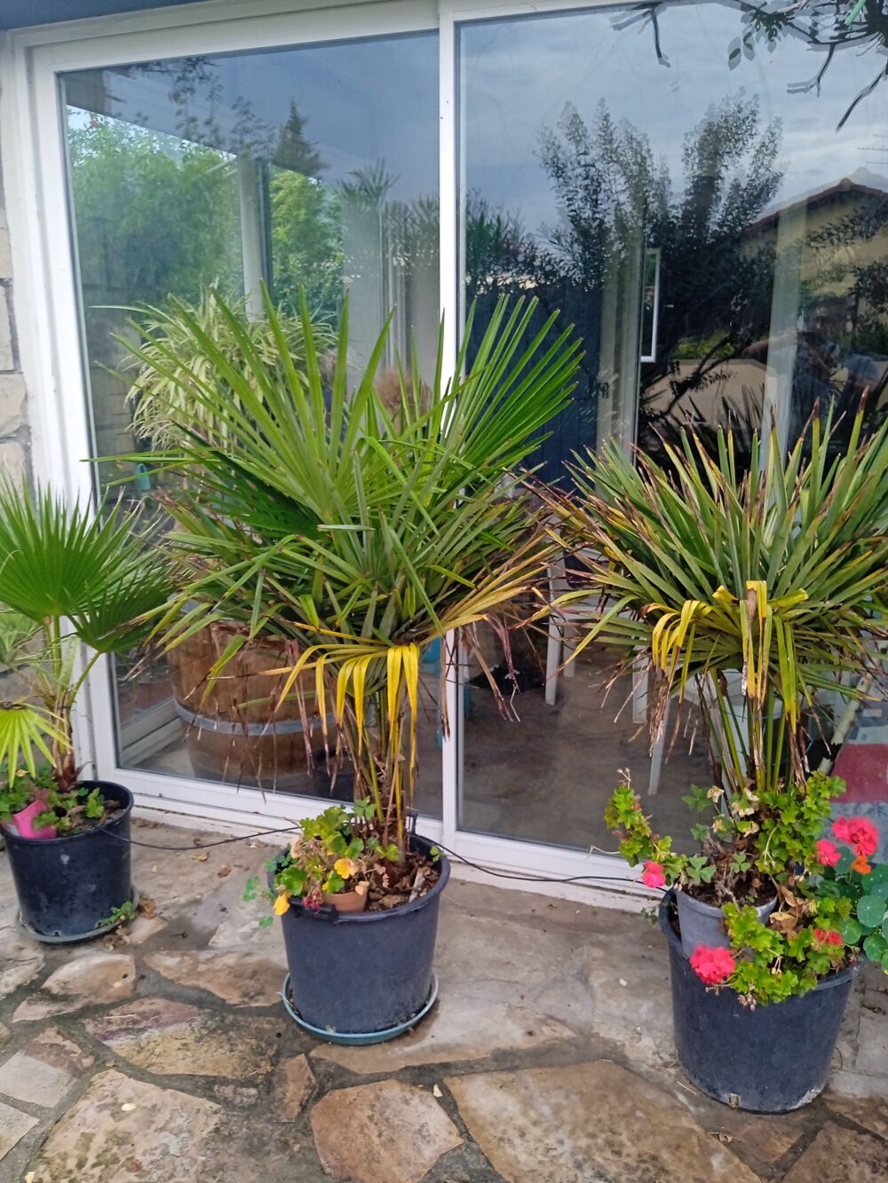 Palmiers Jardin