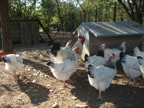 Oeufs fécondés Sussex Blanche Herminée à pattes blanches 9 44590 Derval