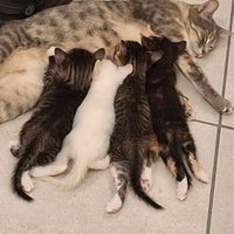   Chatons à l'adoption  