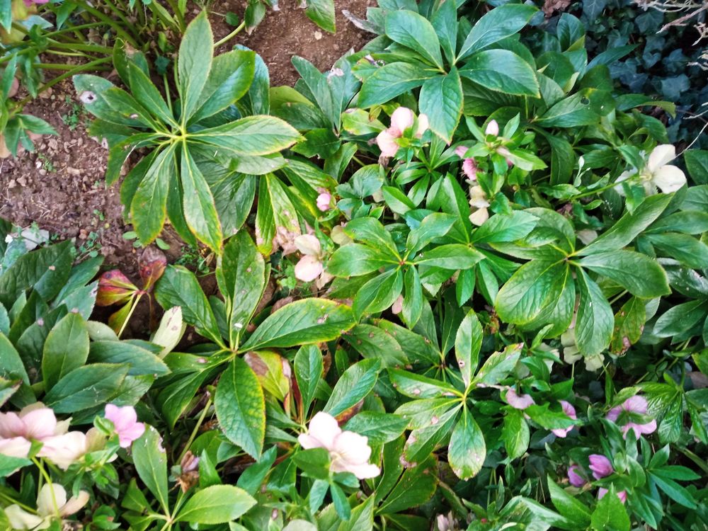 ROSES DE NOEL Jardin