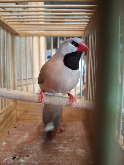 Oiseaux Diamant bavette 25 85310 La chaize-le-vicomte