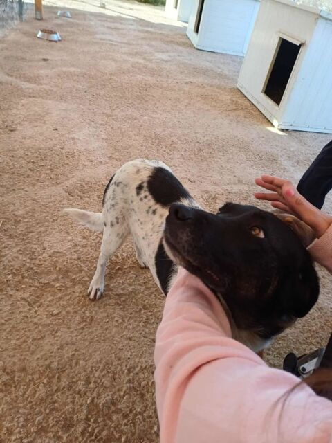 Tyssie chienne croisée de 2 ans 280 37250 Montbazon