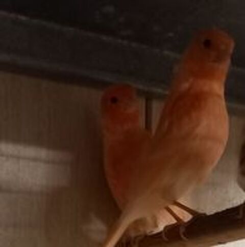   de canaris 