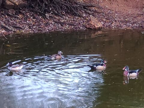 canards d'ornement 30 24250 Groljac