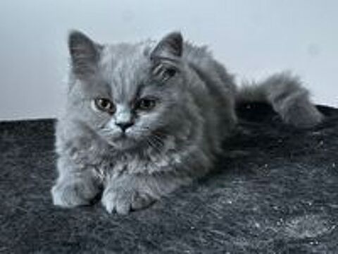   Adorable chaton british shorthair  