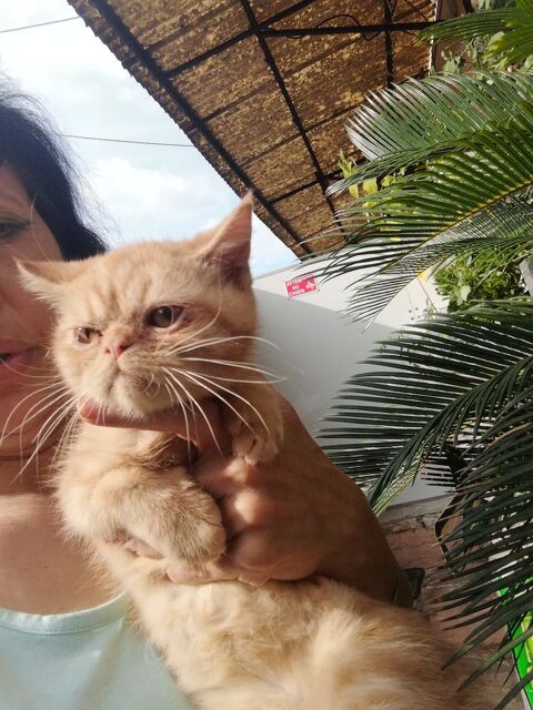 Persan Exotic Shorthair 700 06130 Grasse