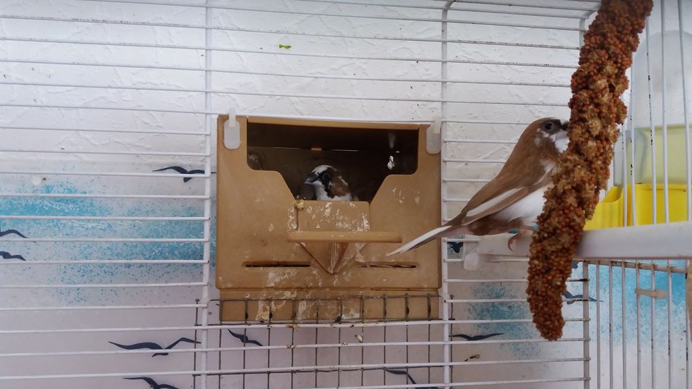  oiseaux exotiques  