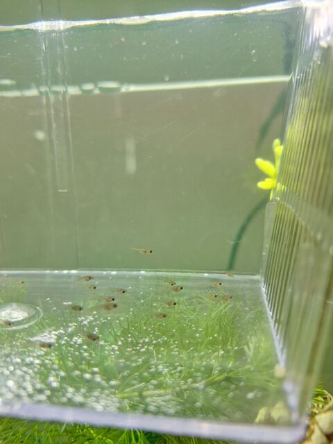 Alevins guppy 2 84140 Montfavet