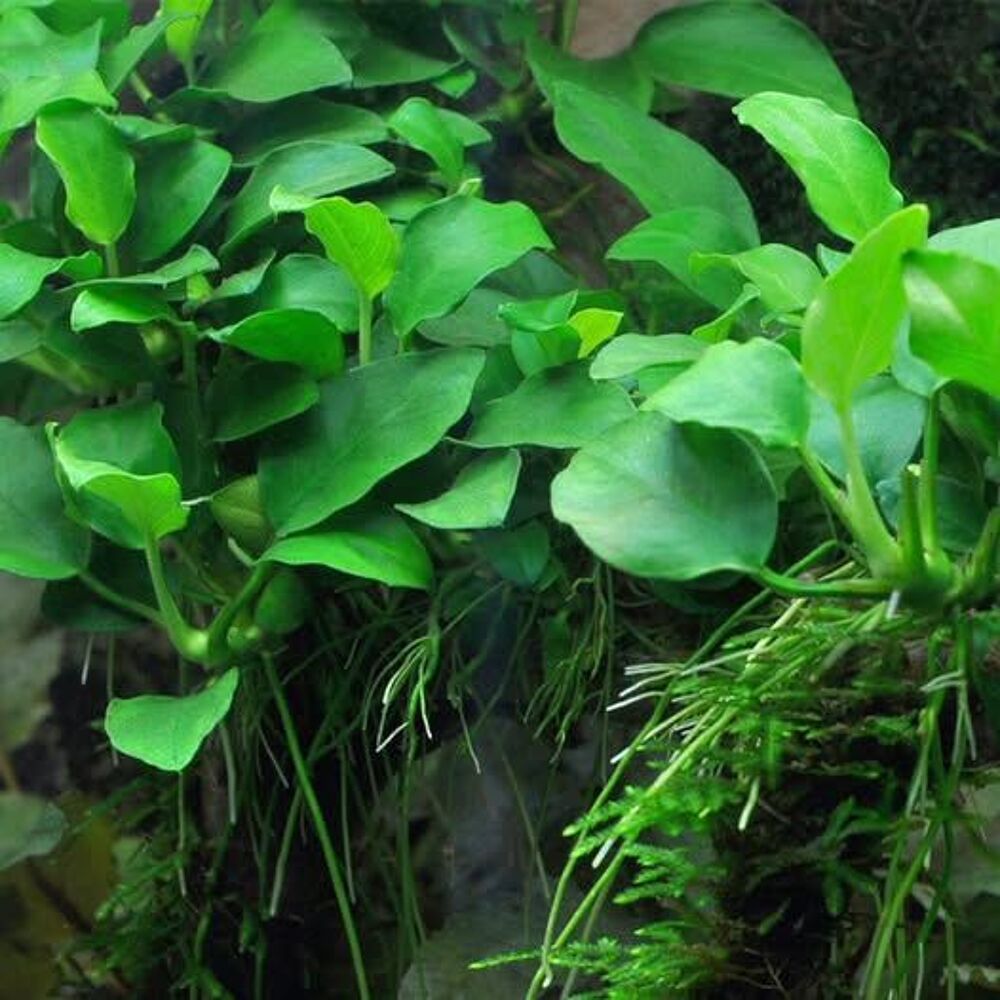   Divers pieds de plantes d'Anubias pour aquarium  