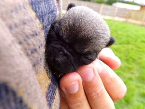 Chiot chihuahua 800 44530 Svrac