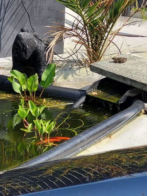 Poisson rouge pour bassin 2 16200 Julienne