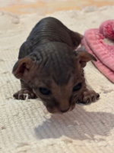  Chatons sphinx 