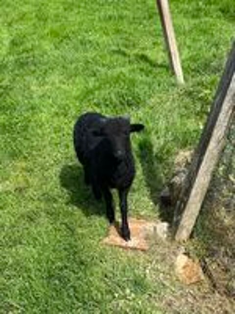   Mouton d'ouessant  