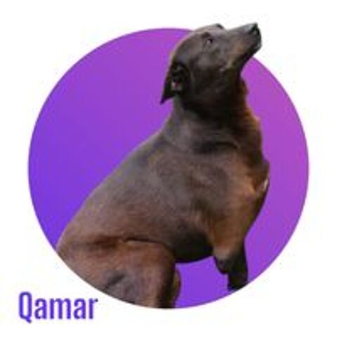   Qamar, Reine d'Egypte, voudrait tellement être aimée !  Elle attend sa famille pour la vie ! 